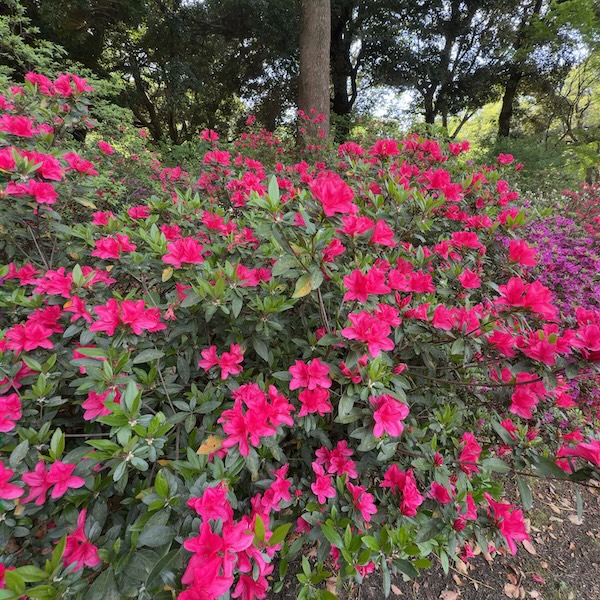 赤いツツジが満開の様子